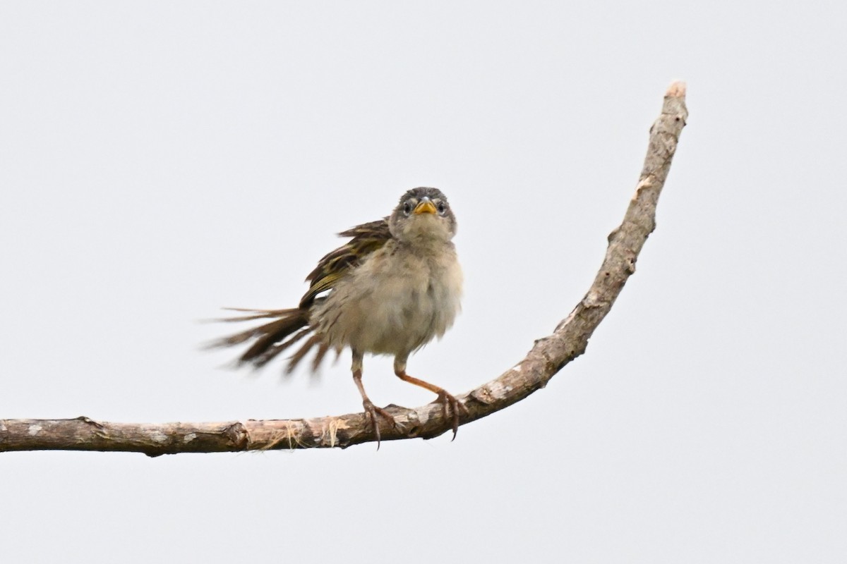 Wedge-tailed Grass-Finch - ML646539730