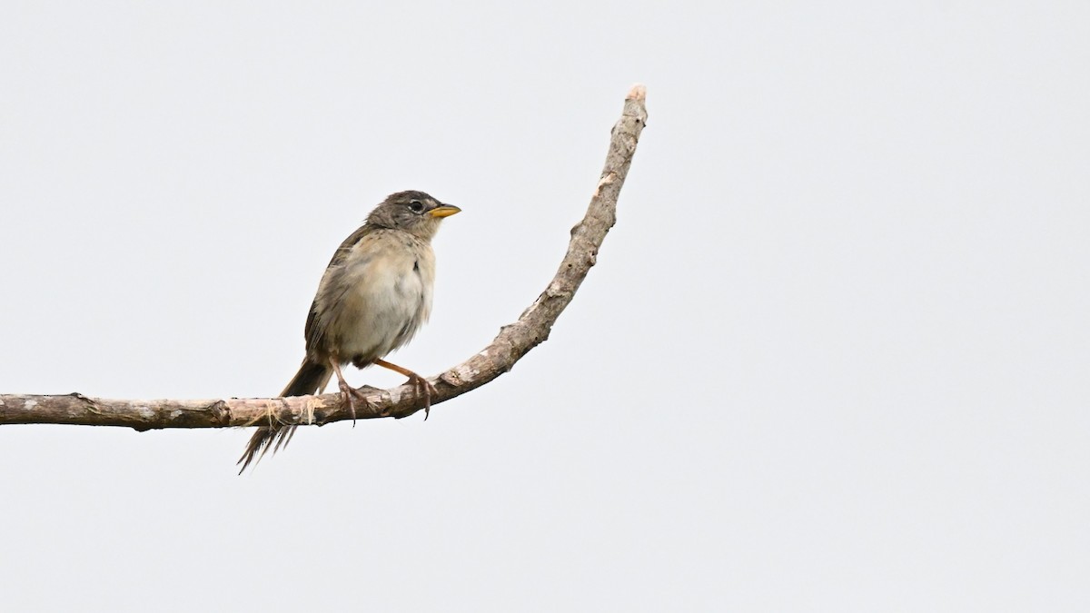 Wedge-tailed Grass-Finch - ML646539731