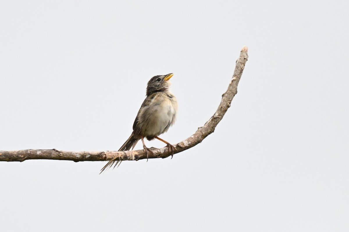 Wedge-tailed Grass-Finch - ML646539732