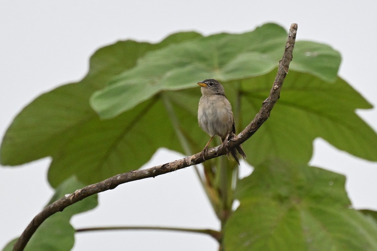 Wedge-tailed Grass-Finch - ML646539733
