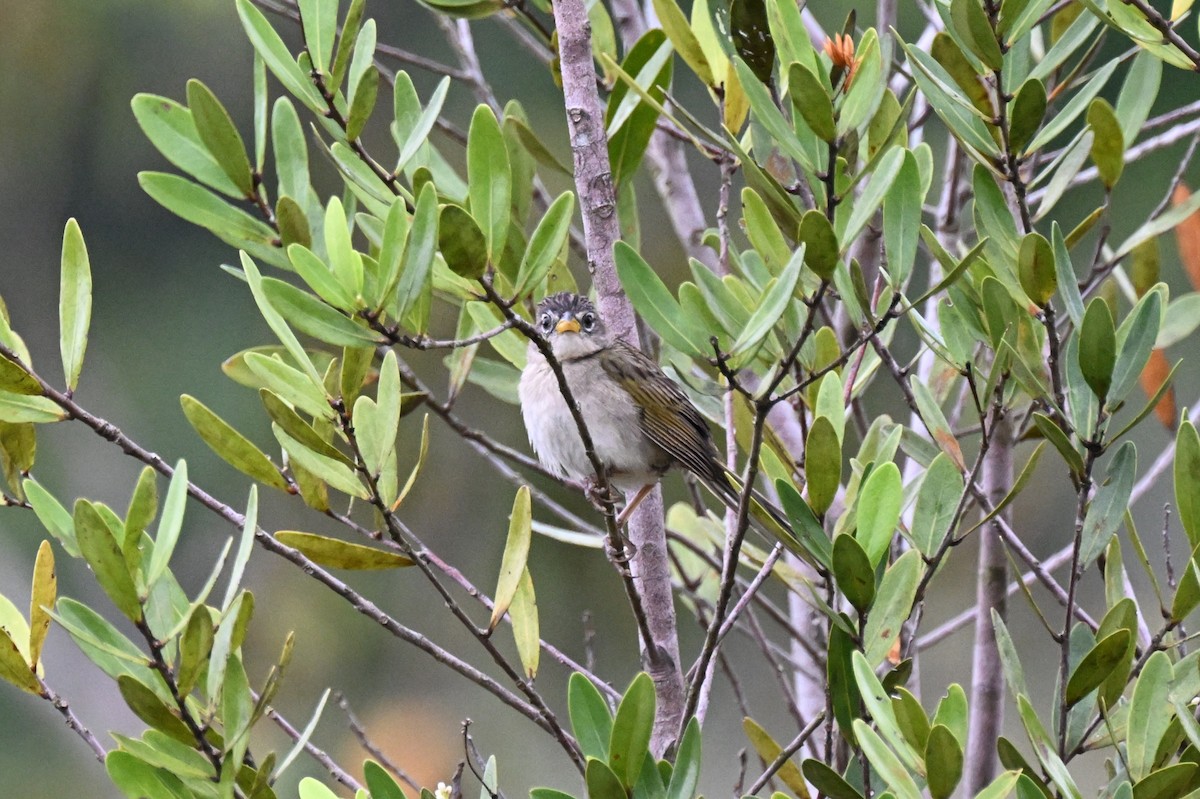 Wedge-tailed Grass-Finch - ML646539734
