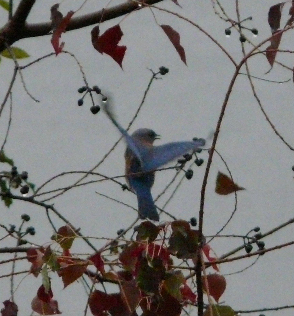 Doğulu Mavi Ardıç - ML646539736