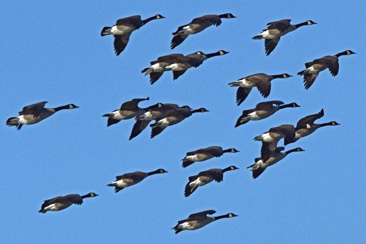 Canada Goose - ML646539740