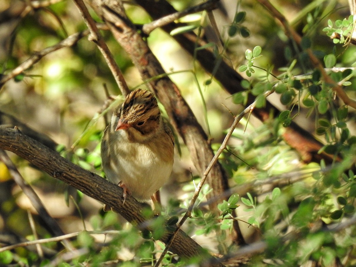 Clay-colored Sparrow - ML646539741