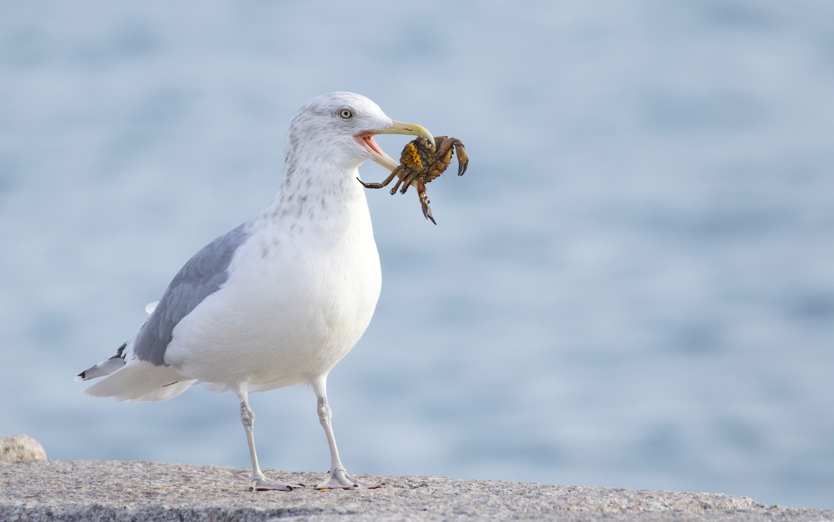 American Herring Gull - ML646539742