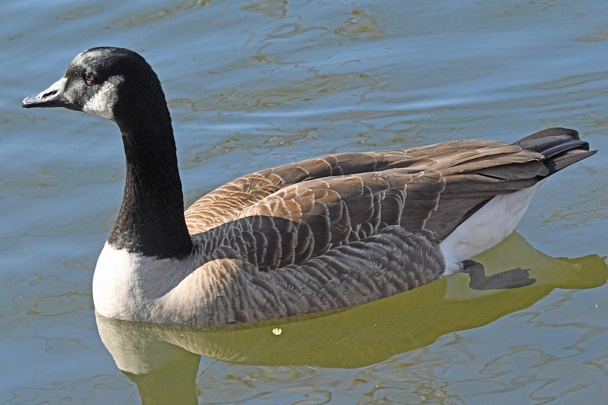 Canada Goose - ML646539743