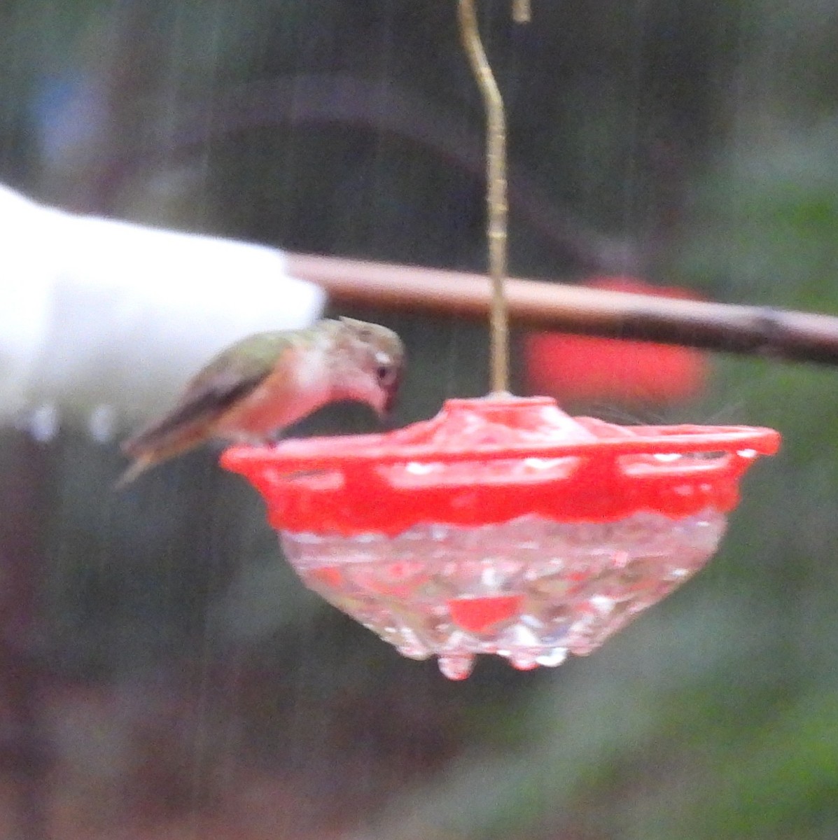 Rufous/Allen's Hummingbird - ML646539744