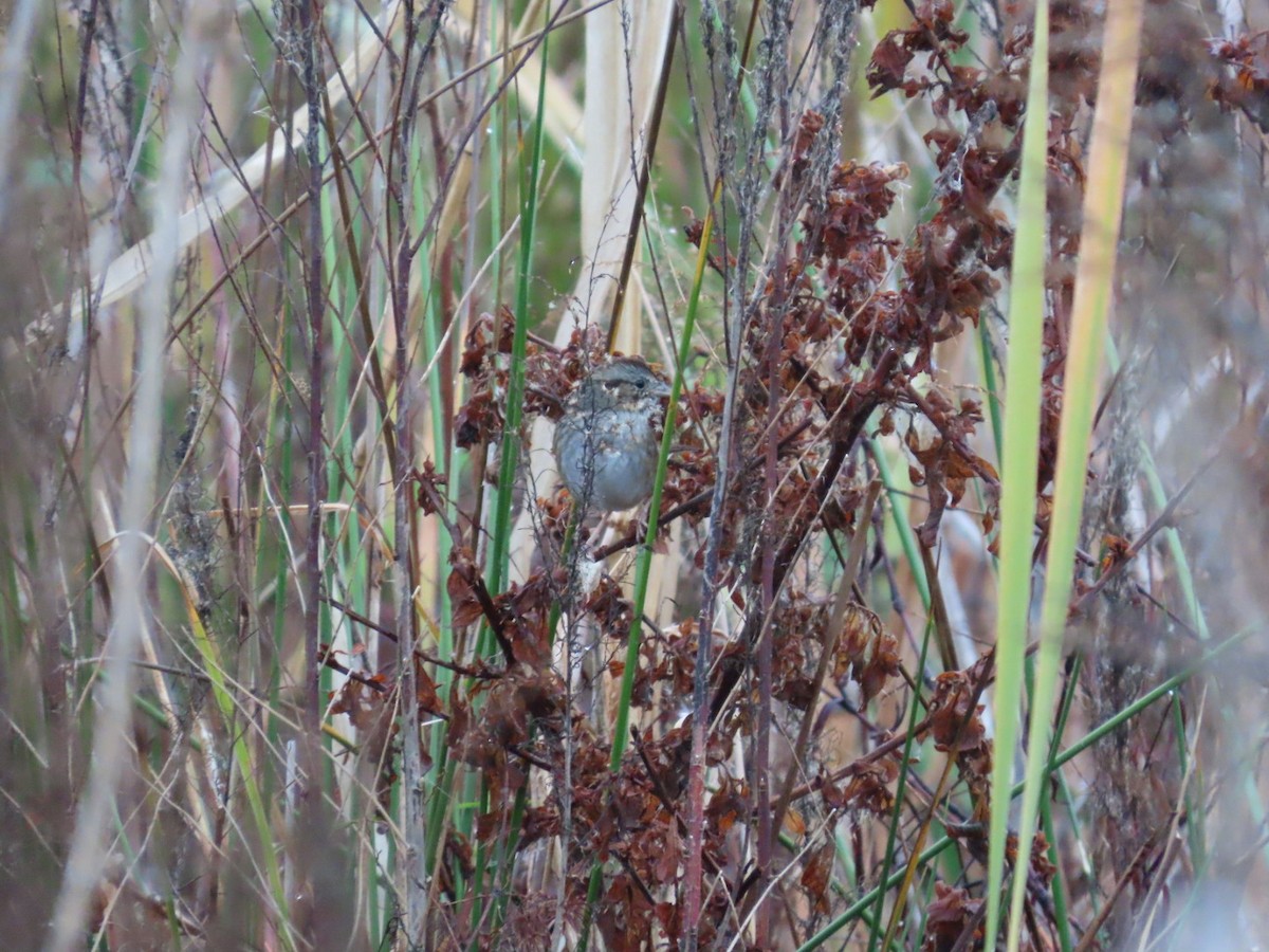 Swamp Sparrow - ML646539745