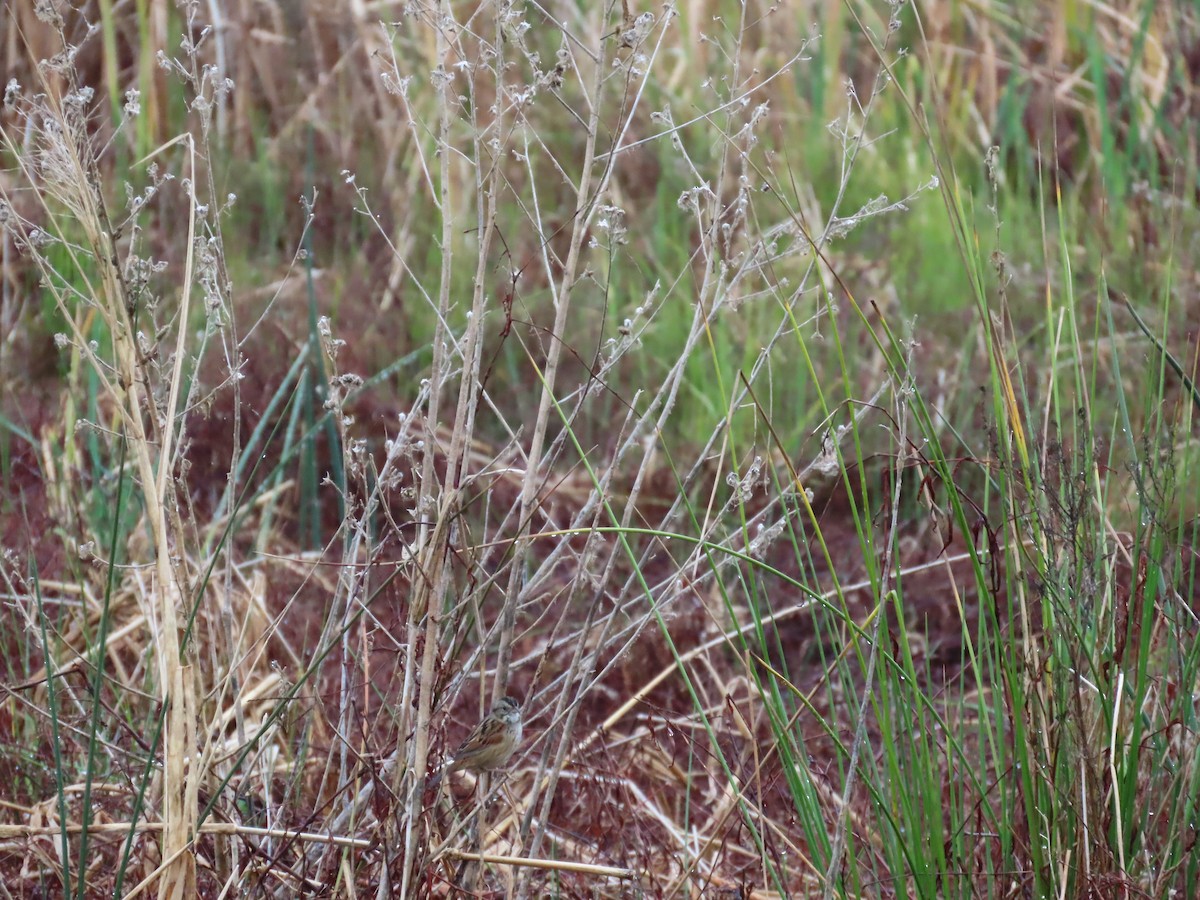 Swamp Sparrow - ML646539747