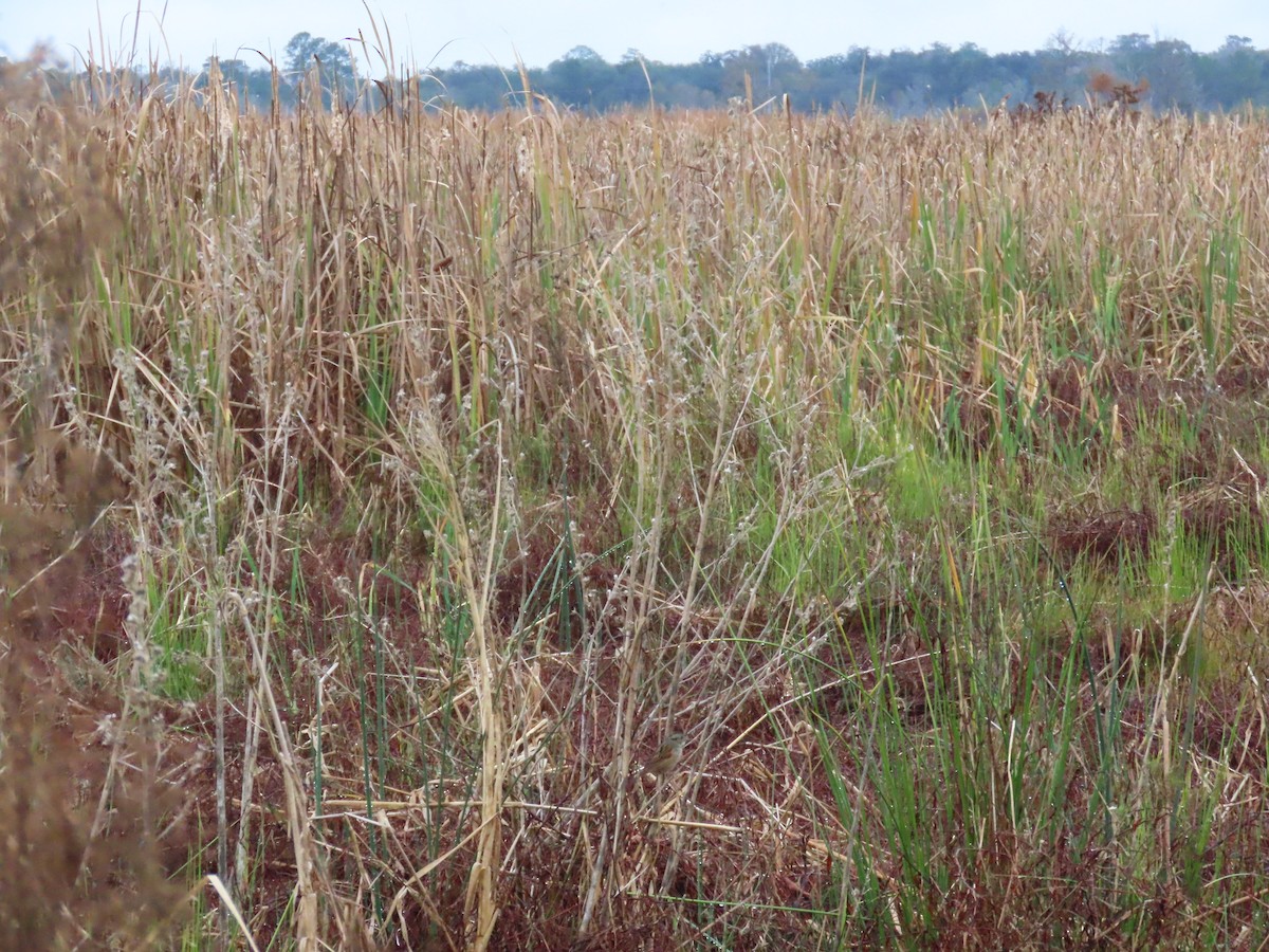 Swamp Sparrow - ML646539748