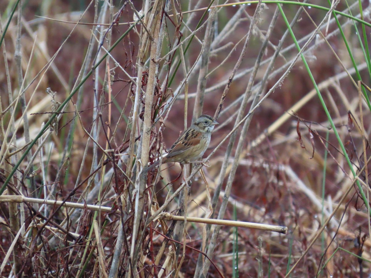 Swamp Sparrow - ML646539749