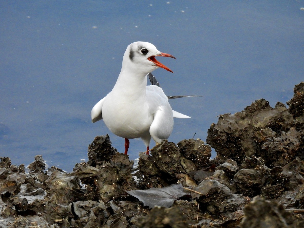 Gabbiano comune - ML646539750