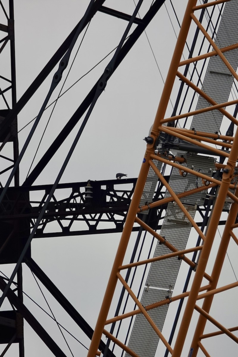 ハヤブサ - ML646539752