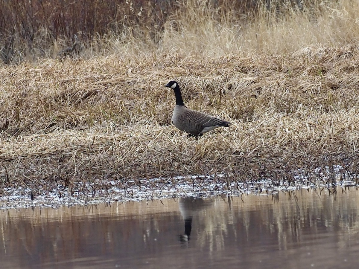 Branta kanadar handia [canadensis Taldekoa] - ML646539754