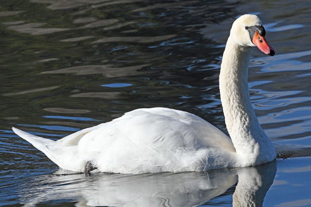 Mute Swan - ML646539755