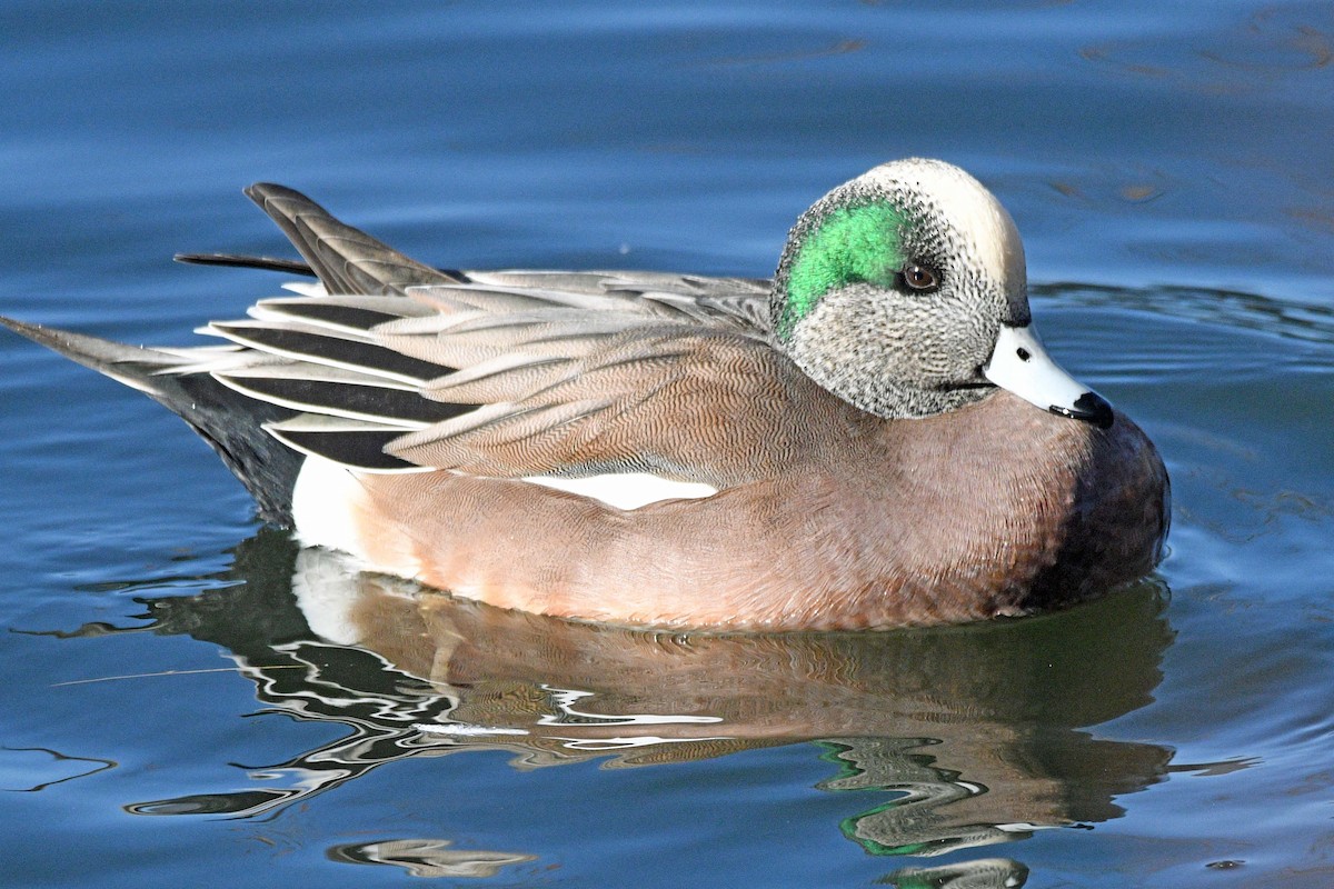 American Wigeon - ML646539756