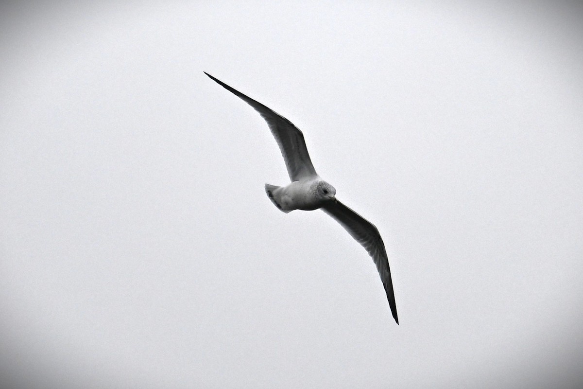 ringnebbmåke - ML646539757