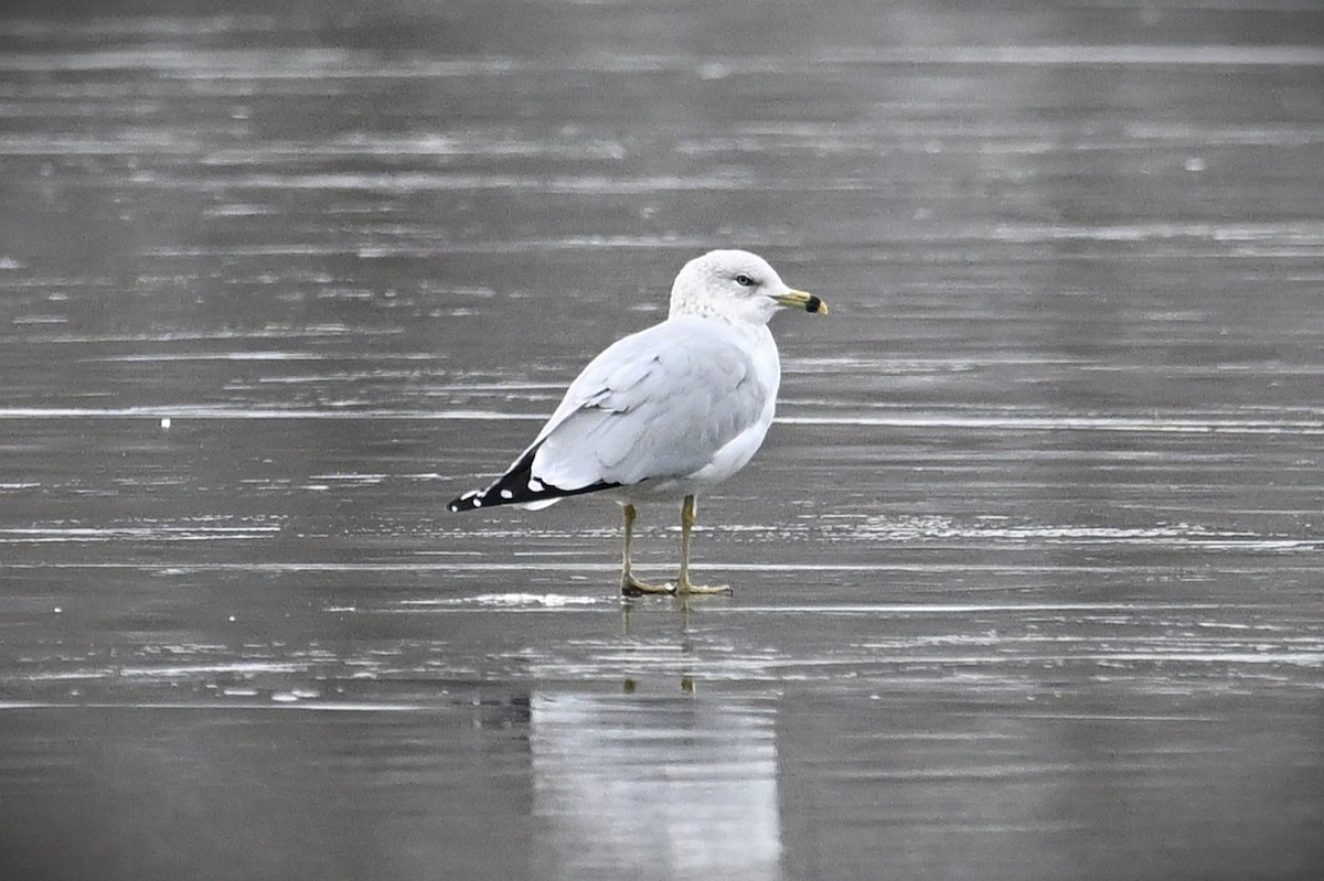 ringnebbmåke - ML646539758