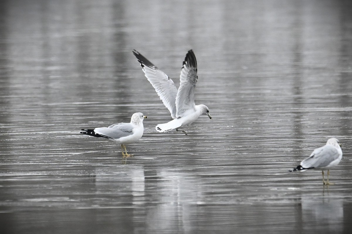 ringnebbmåke - ML646539759