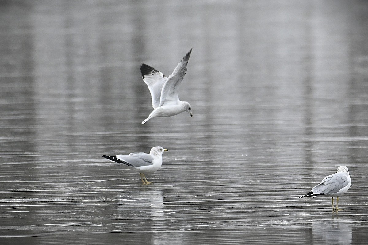 ringnebbmåke - ML646539760