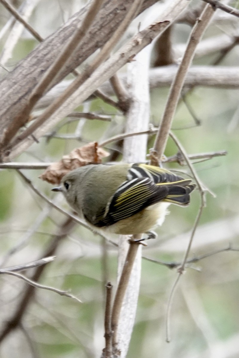 ルビーキクイタダキ - ML646539762