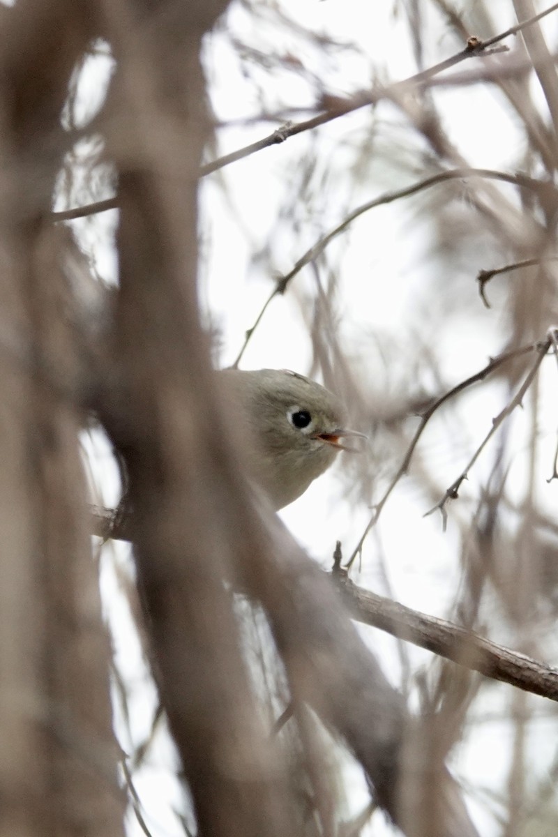 ルビーキクイタダキ - ML646539763