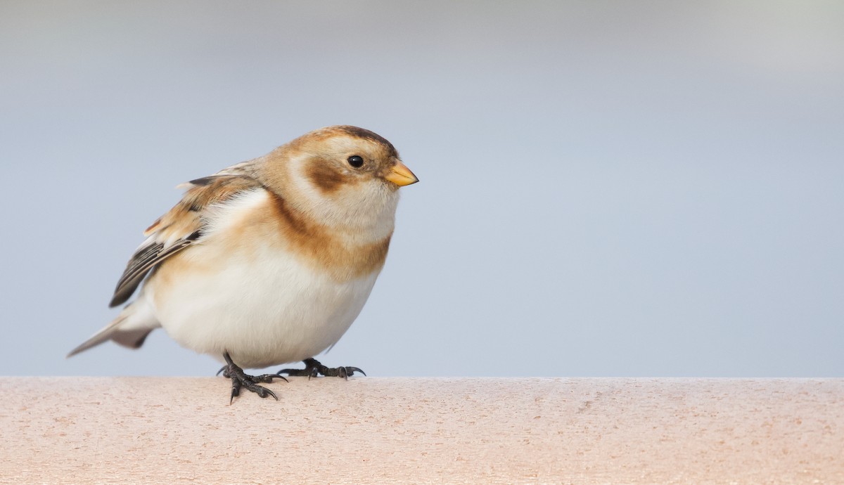Snow Bunting - ML646539764