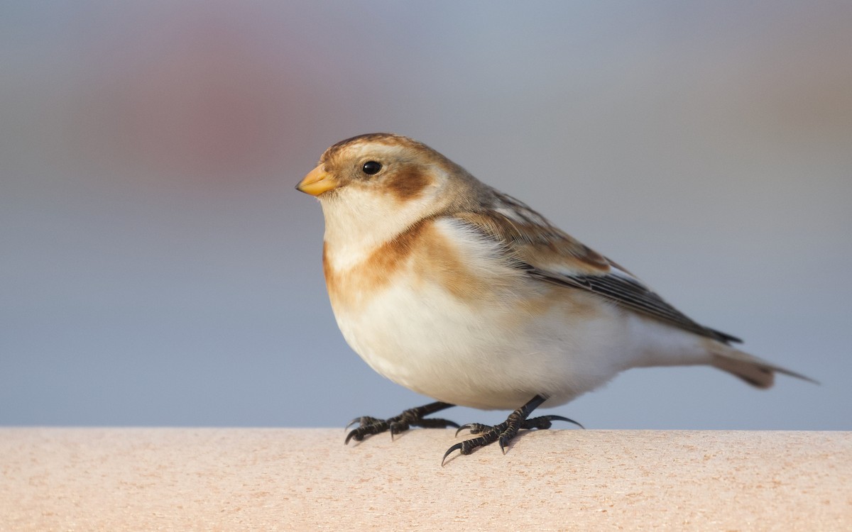 Snow Bunting - ML646539765