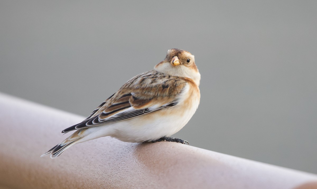 Snow Bunting - ML646539766