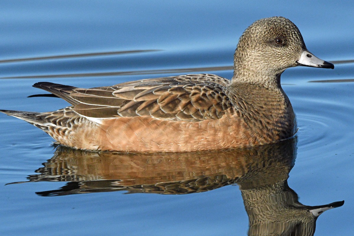 American Wigeon - ML646539770