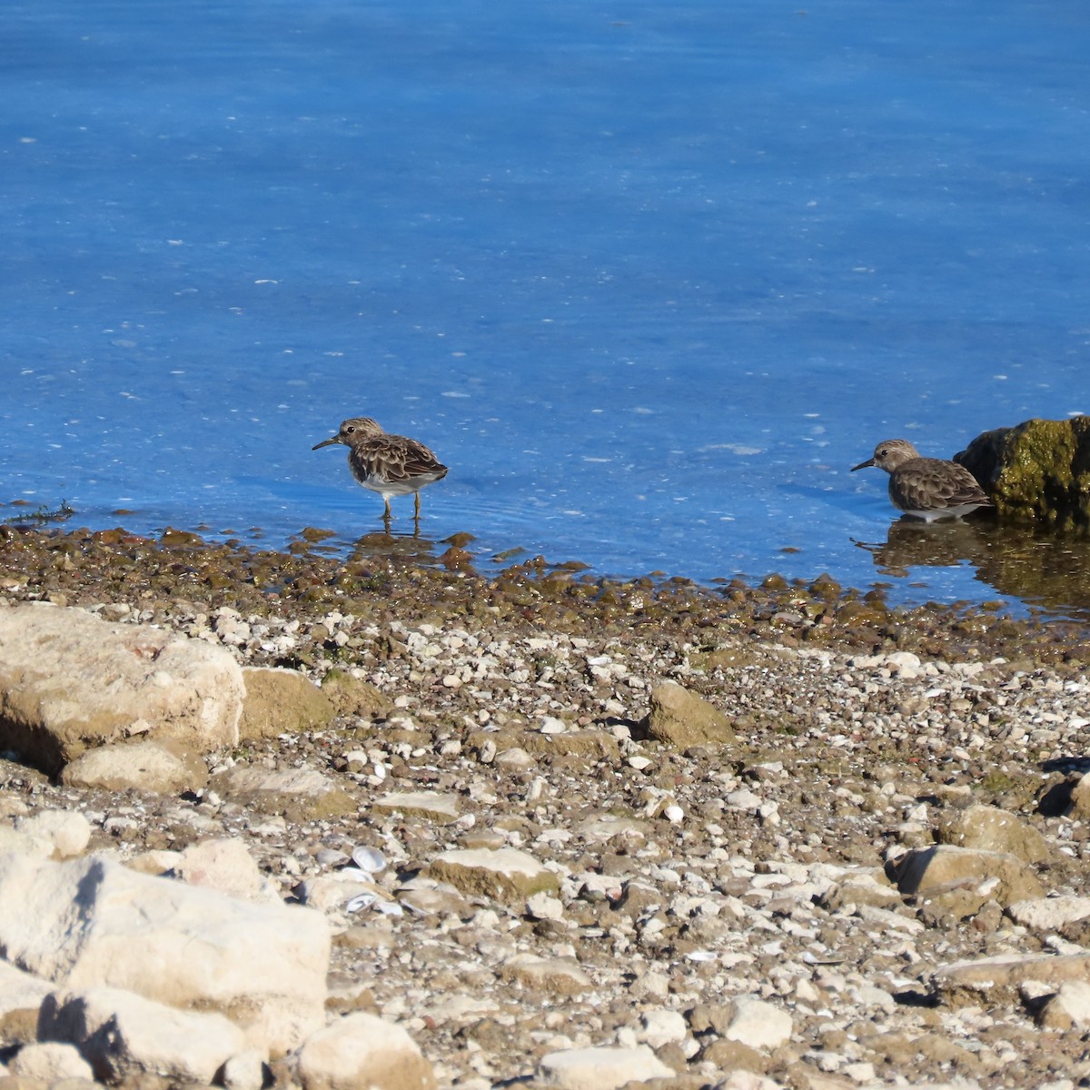 アメリカヒバリシギ - ML646539771