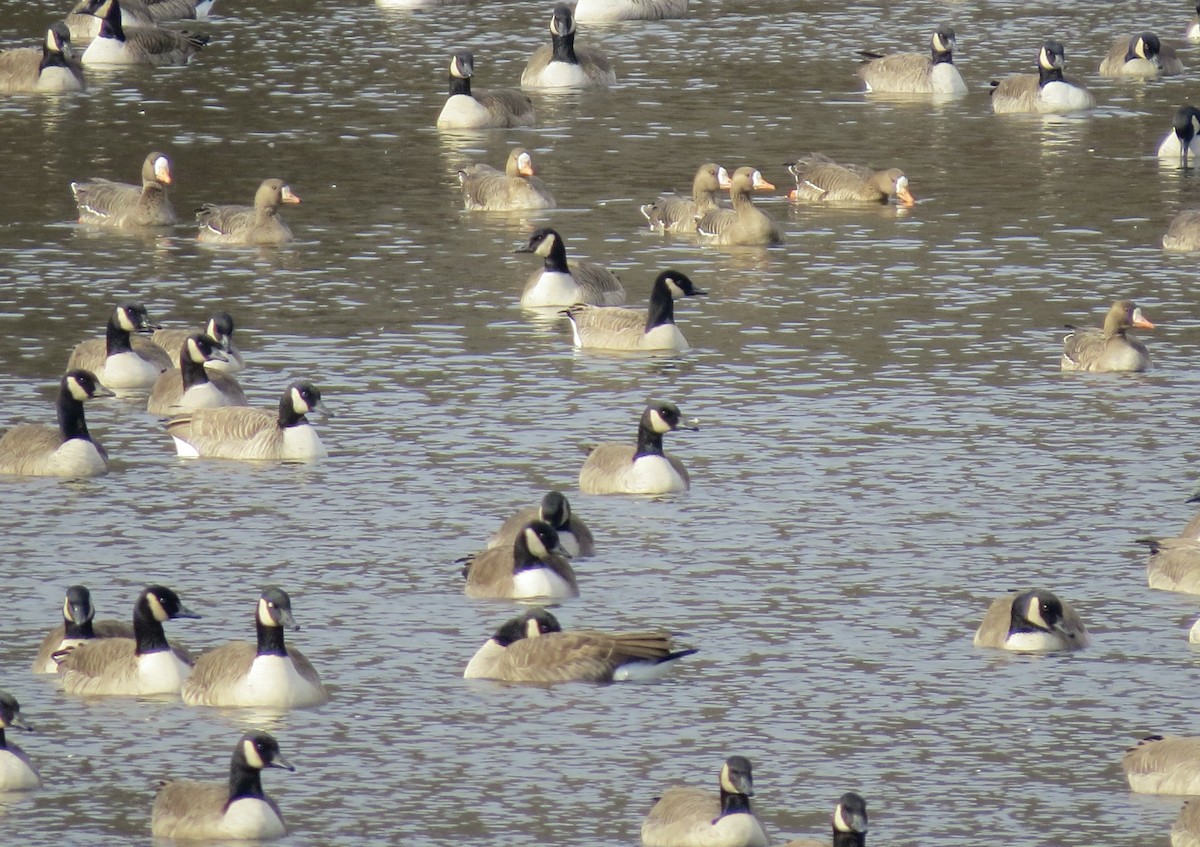 Antzara muturzuria - ML646539773