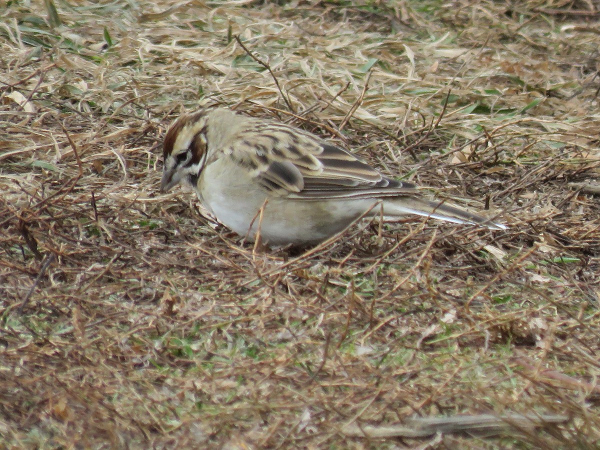 Chingolo Arlequín - ML646539775