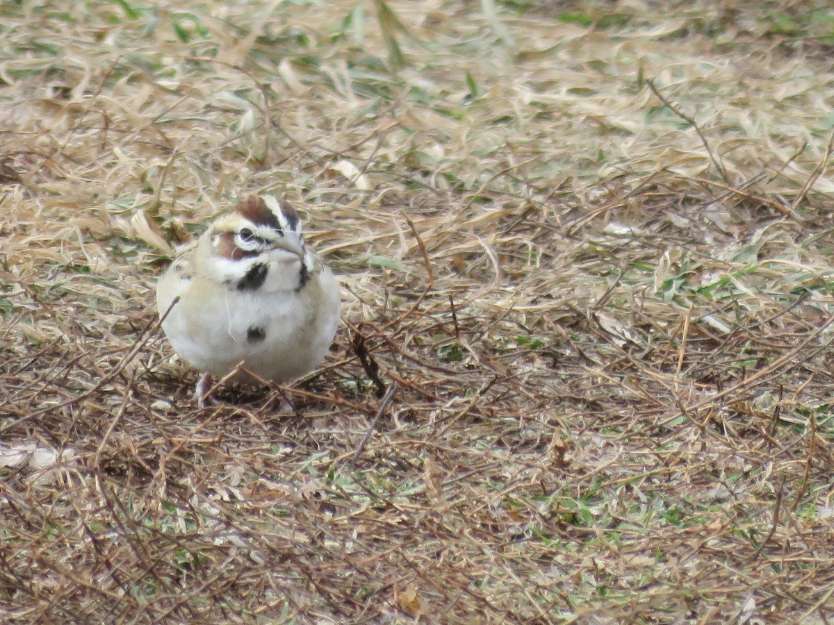 Chingolo Arlequín - ML646539776
