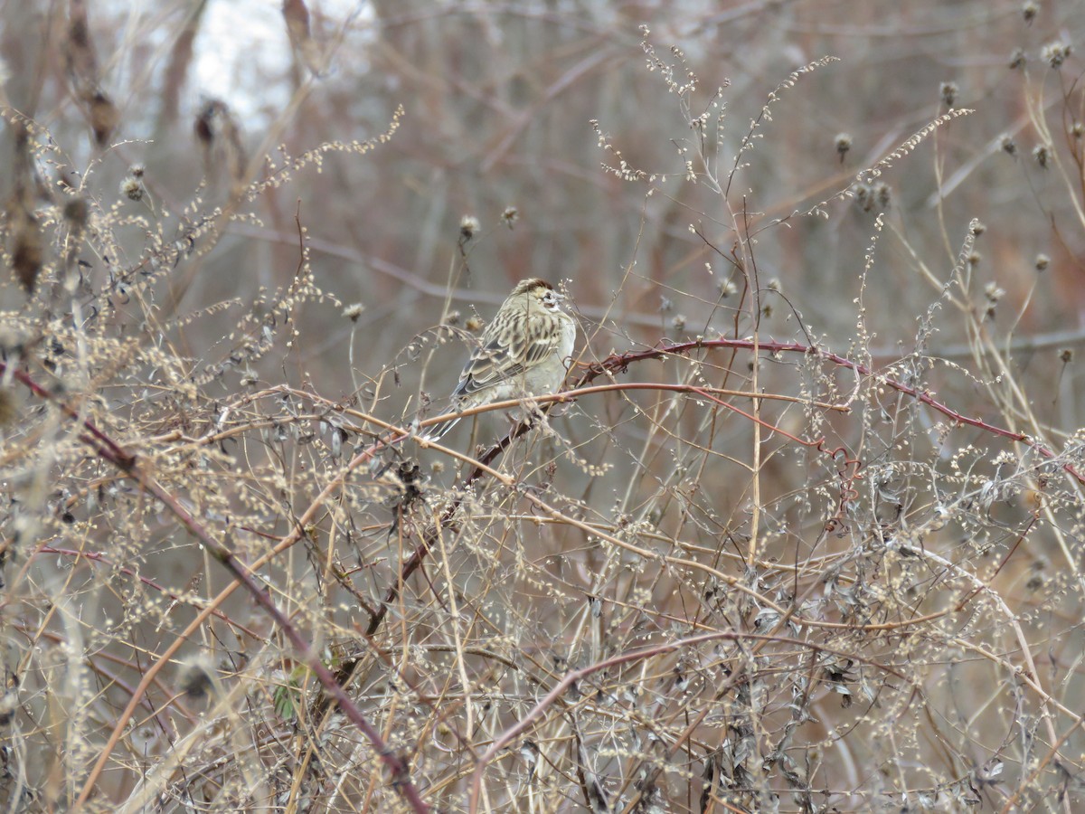 Chingolo Arlequín - ML646539778