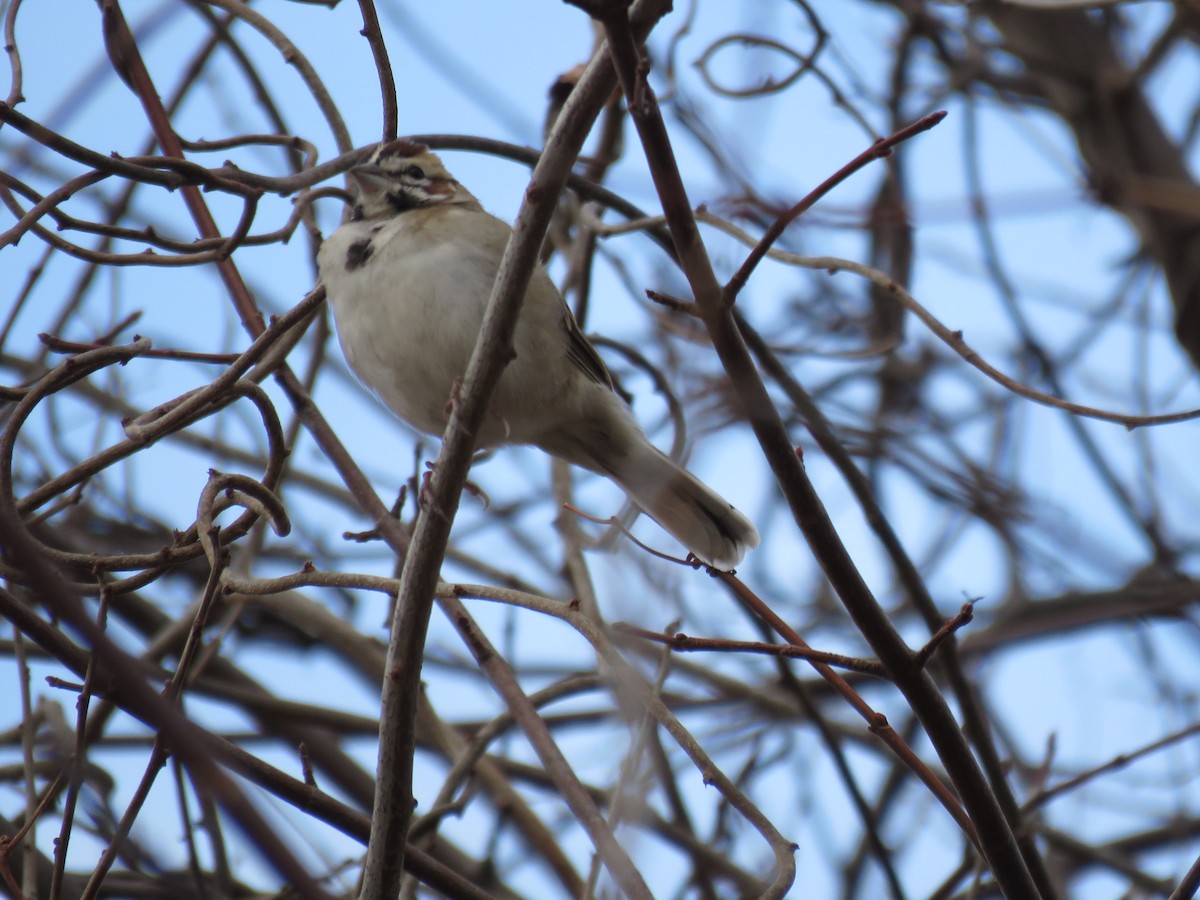 Chingolo Arlequín - ML646539779