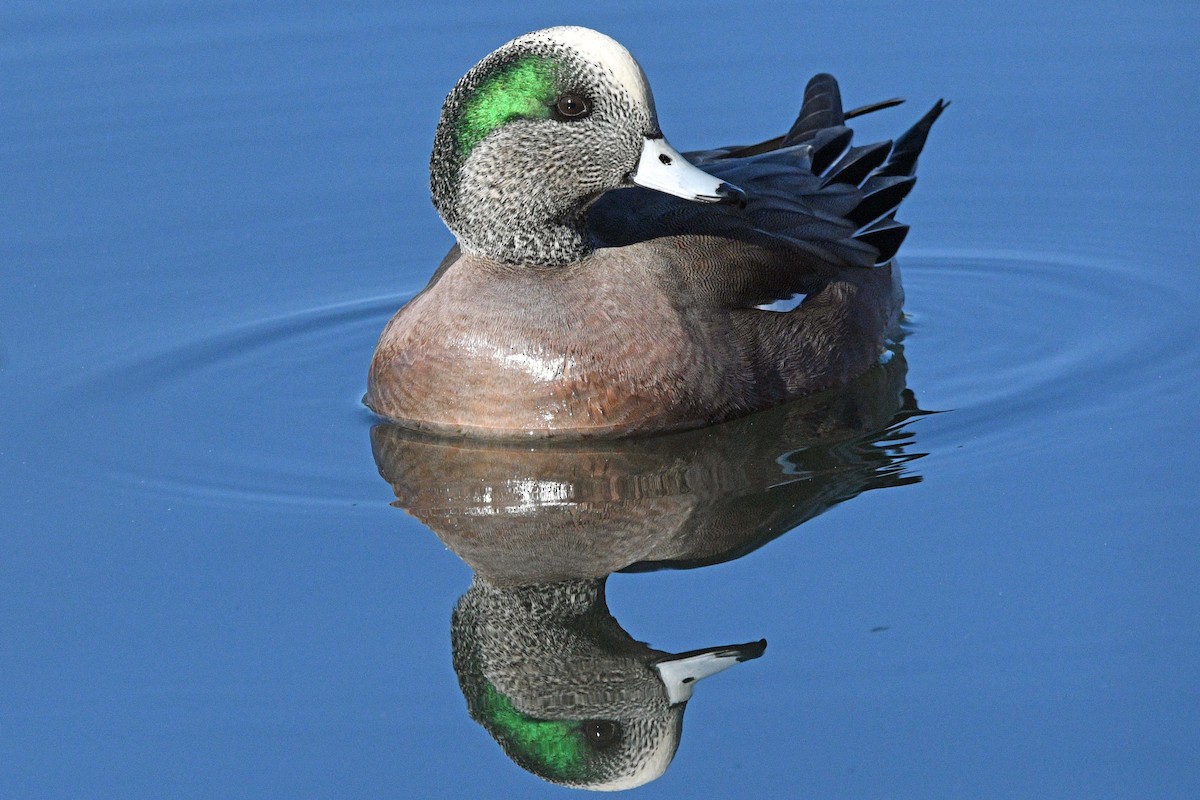 American Wigeon - ML646539780