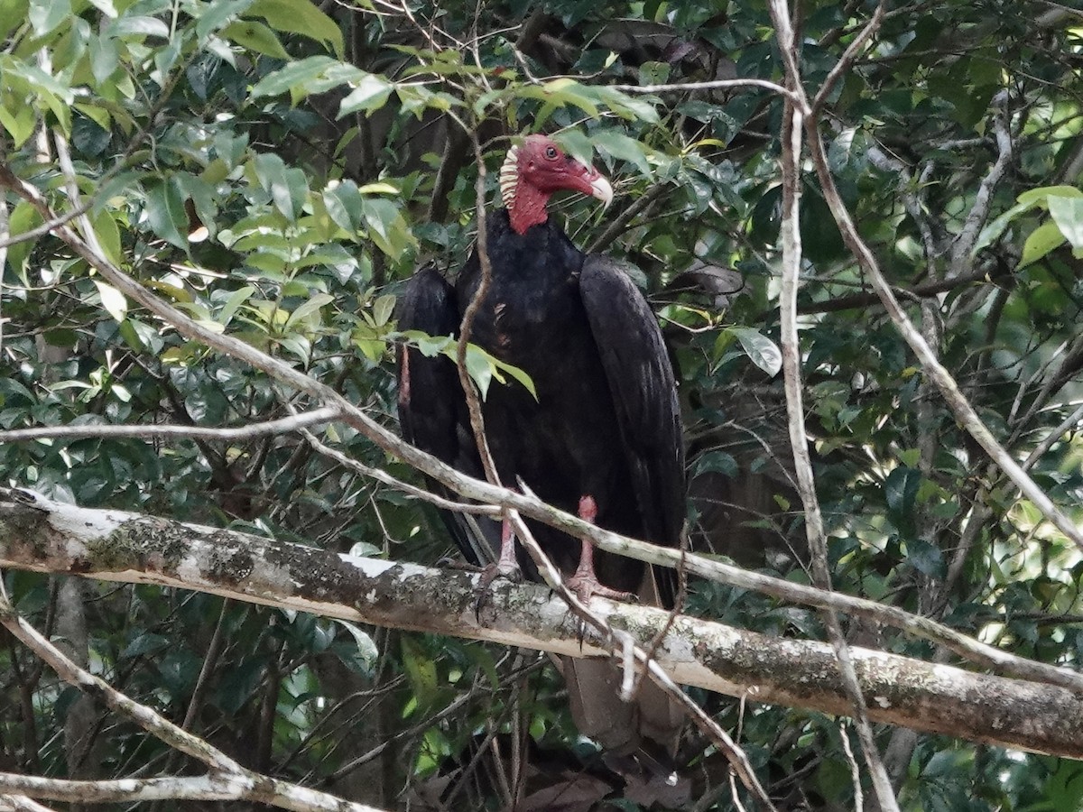 Turkey Vulture (Tropical) - ML646539782