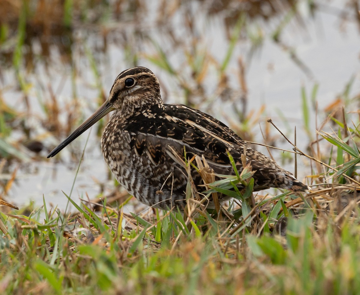 Wilson's Snipe - ML646539783