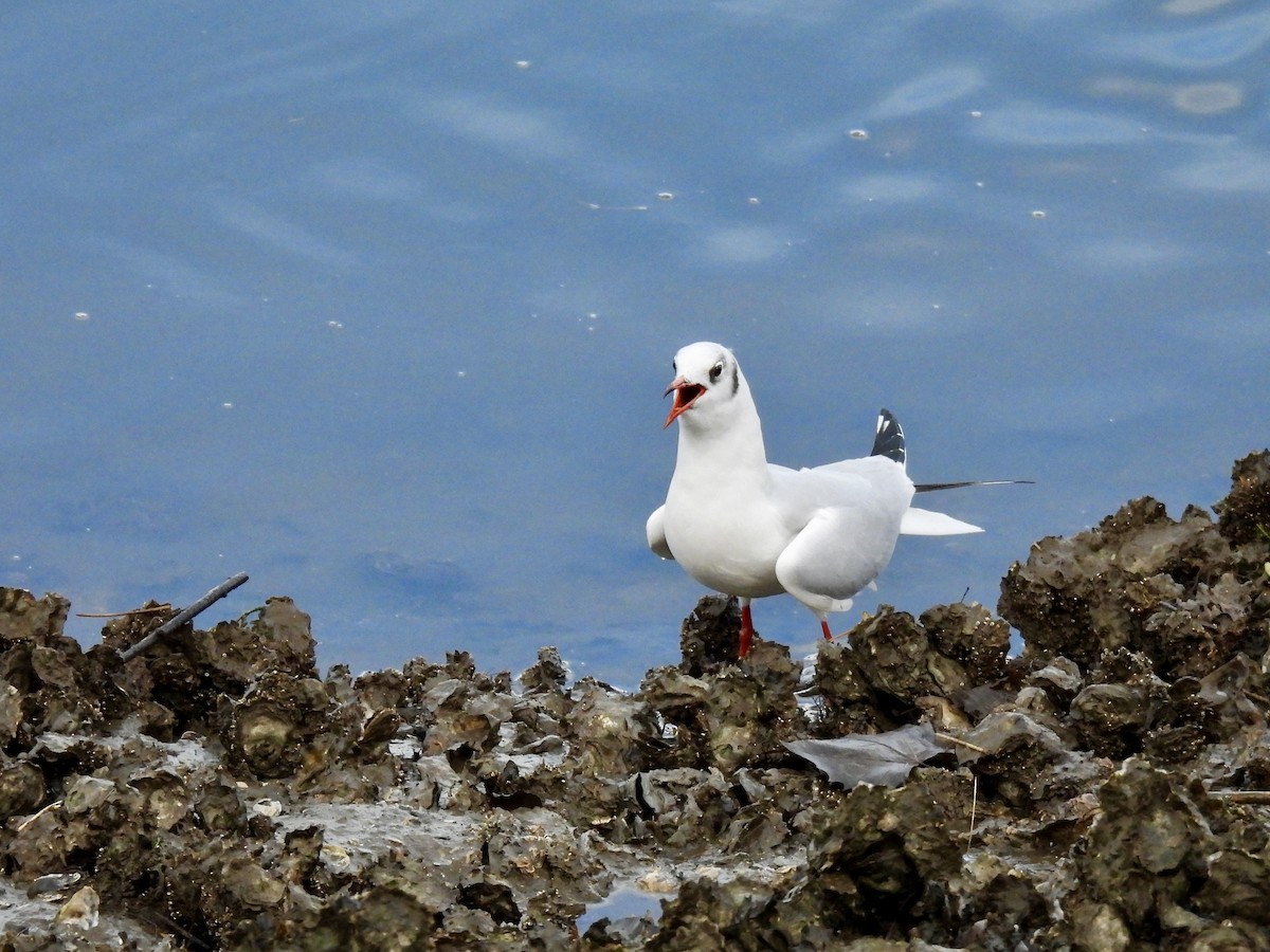 Gabbiano comune - ML646539784