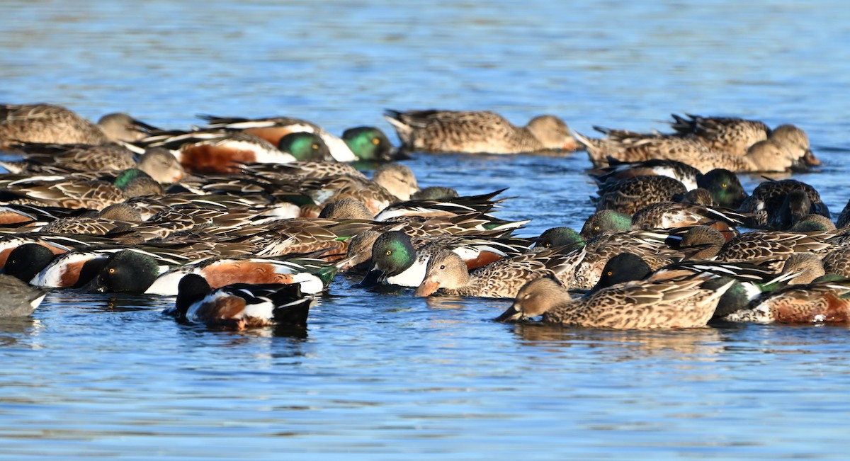 Northern Shoveler - ML646539785