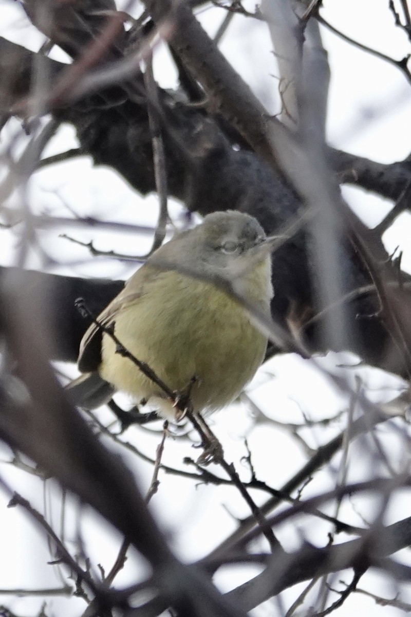 サメズアカアメリカムシクイ - ML646539786