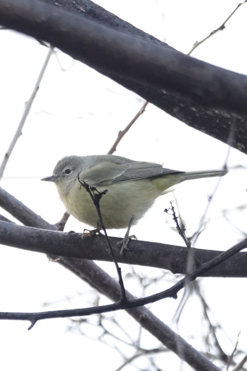 サメズアカアメリカムシクイ - ML646539787