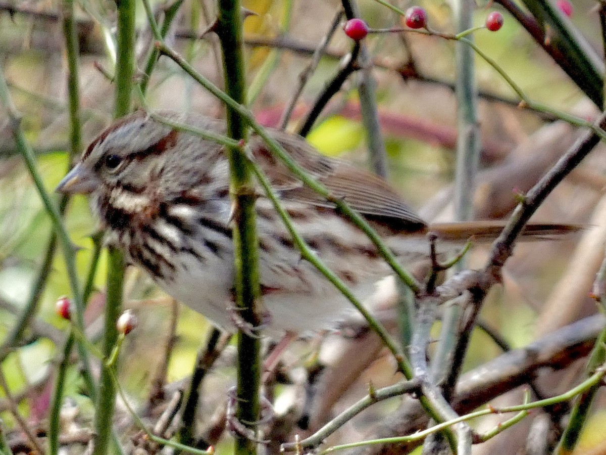 גיבתונית רוננת - ML646539788