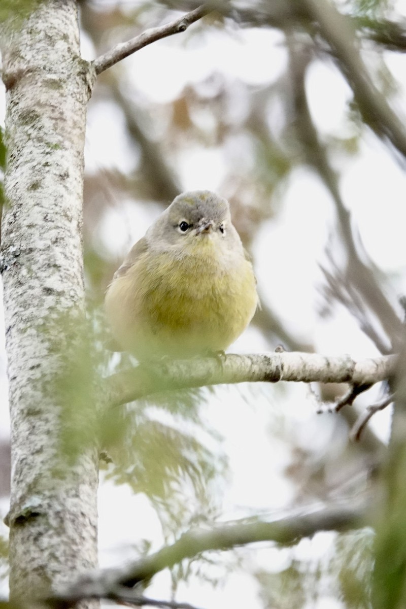 サメズアカアメリカムシクイ - ML646539789