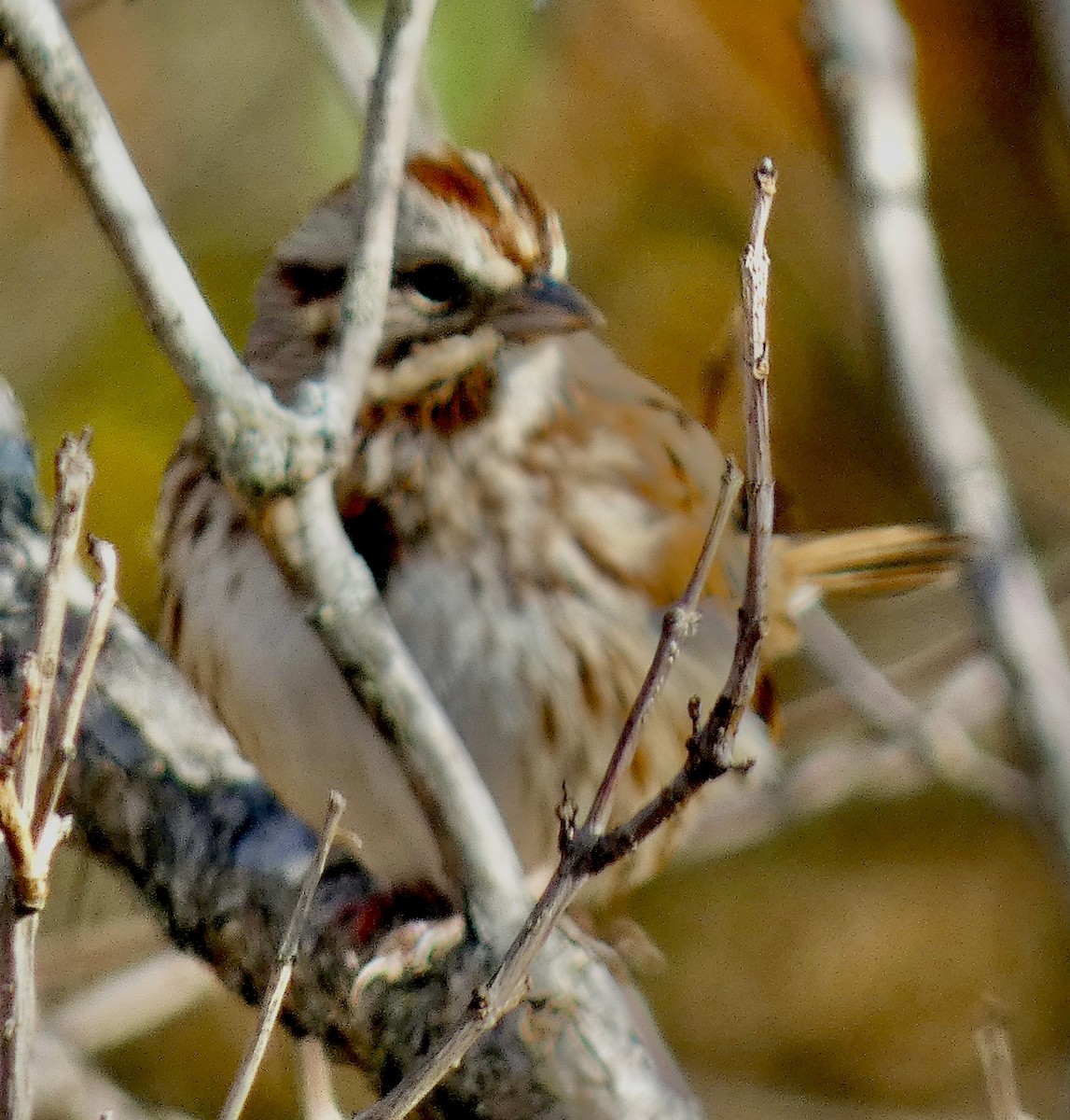 גיבתונית רוננת - ML646539790