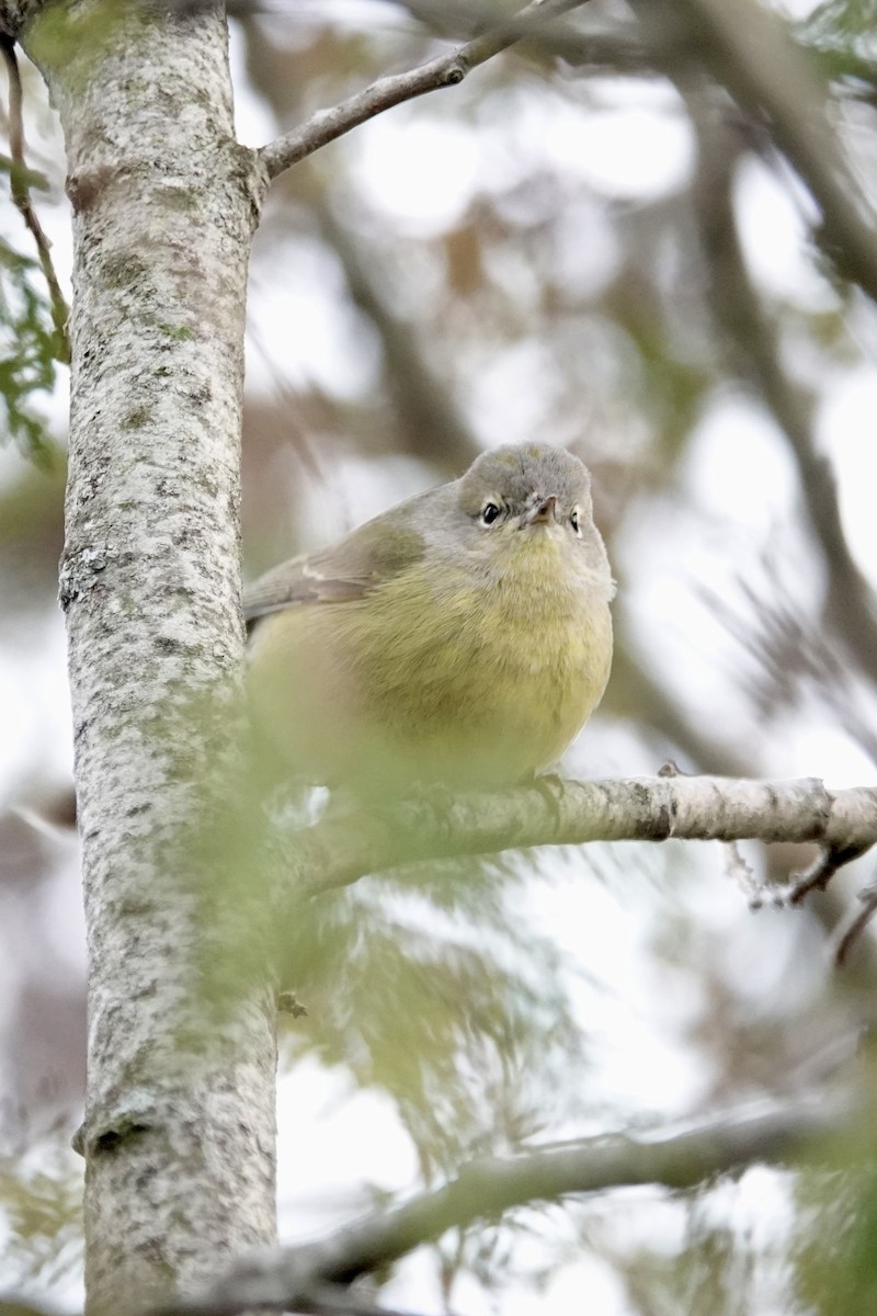 サメズアカアメリカムシクイ - ML646539791