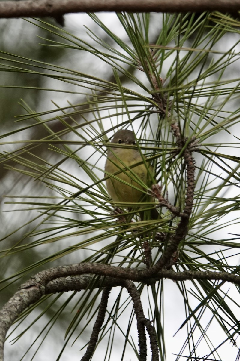 サメズアカアメリカムシクイ - ML646539792