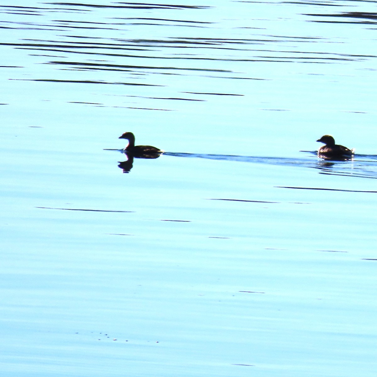 オビハシカイツブリ - ML646539794