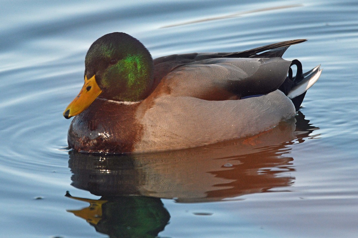 Mallard - ML646539795
